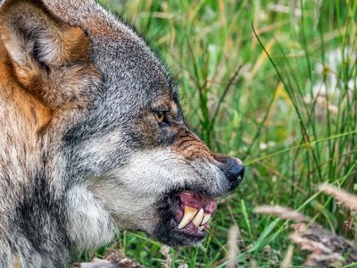 Wilk pogryzł dziewczynkę. 8-latka ciężko ranna