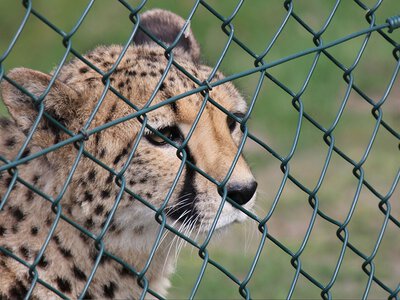 Atak w holenderskim zoo. Doświadczona opiekunka rozszarpana przez lamparty
