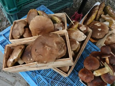 Grzyby nadal drogie. Tyle kosztują rydze i borowiki. Nawet 90 zł za kilogram