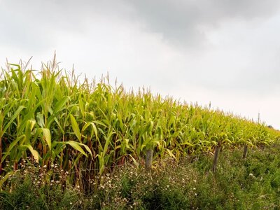 Przyjechali na hulajnogach na pole kukurydzy. Straty na 3 tys. zł