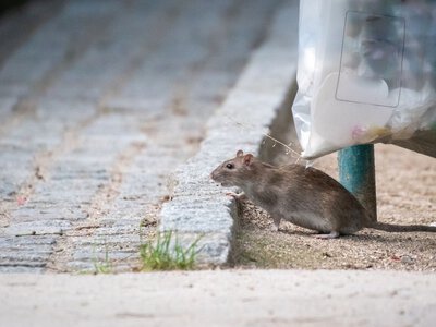 Plaga szczurów w kamienicy na Jeżycach. W dwa dni złapano 15 gryzoni