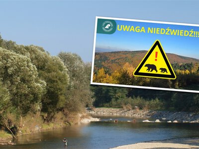 Nadleśnictwo Myślenice ostrzega przed niedźwiedziem. Tego miejsca lepiej unikać