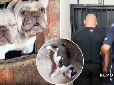 Patohodowla grozy działała latami. Szokujące relacje